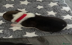 Akita dogs for sale: Akita pups Ready to leave 1st August  in Runcorn - Image 14