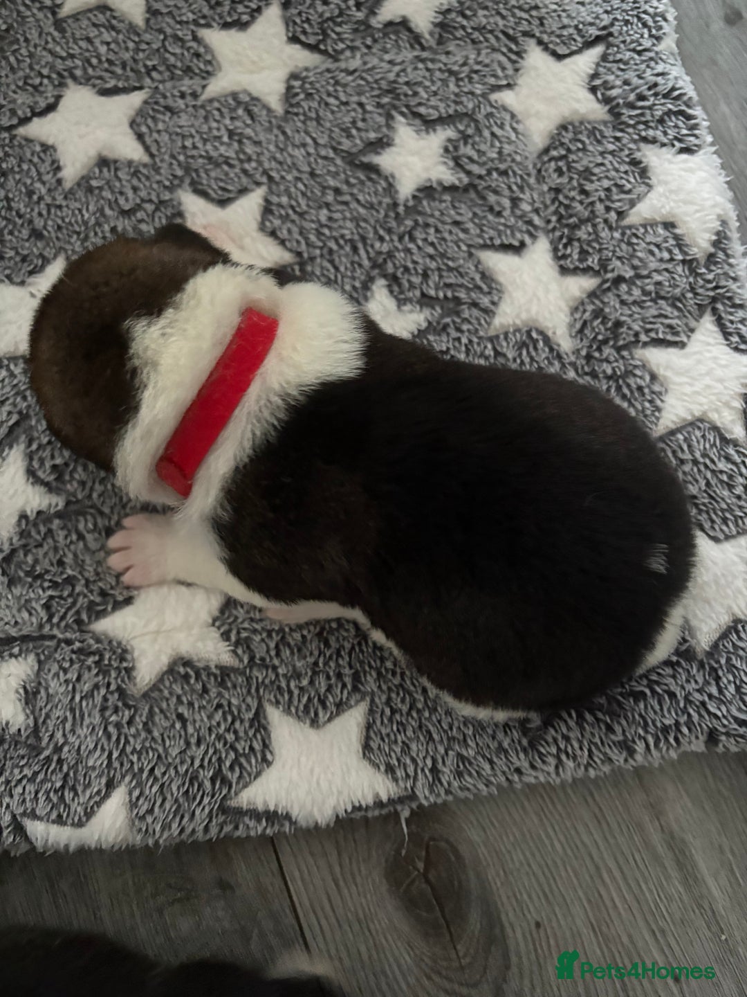 Akita dogs for sale: Akita pups Ready to leave 1st August  in Runcorn - Image 14