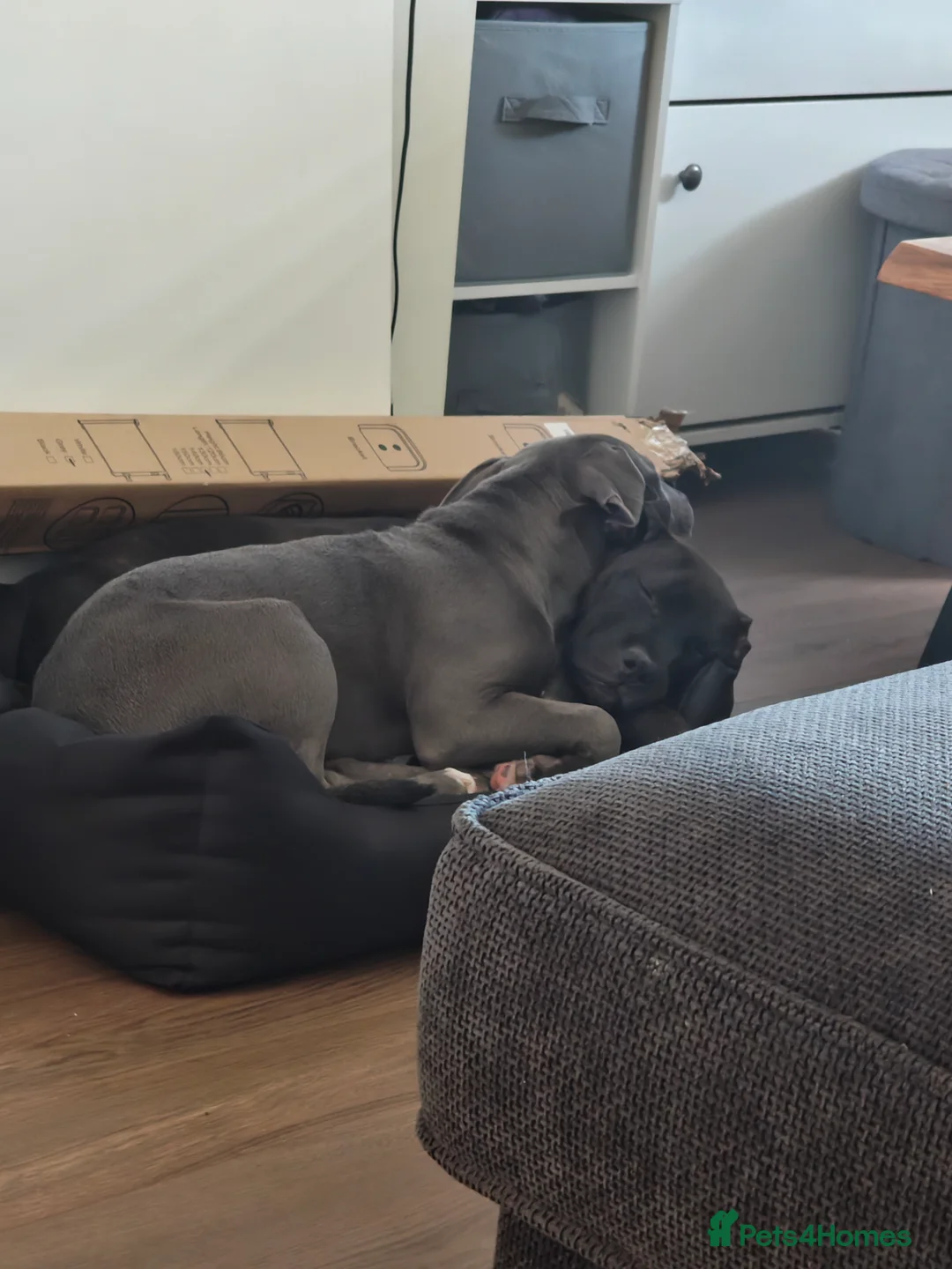 Mixed Breed dogs for sale: 2 Boy Staffys - Advert 8