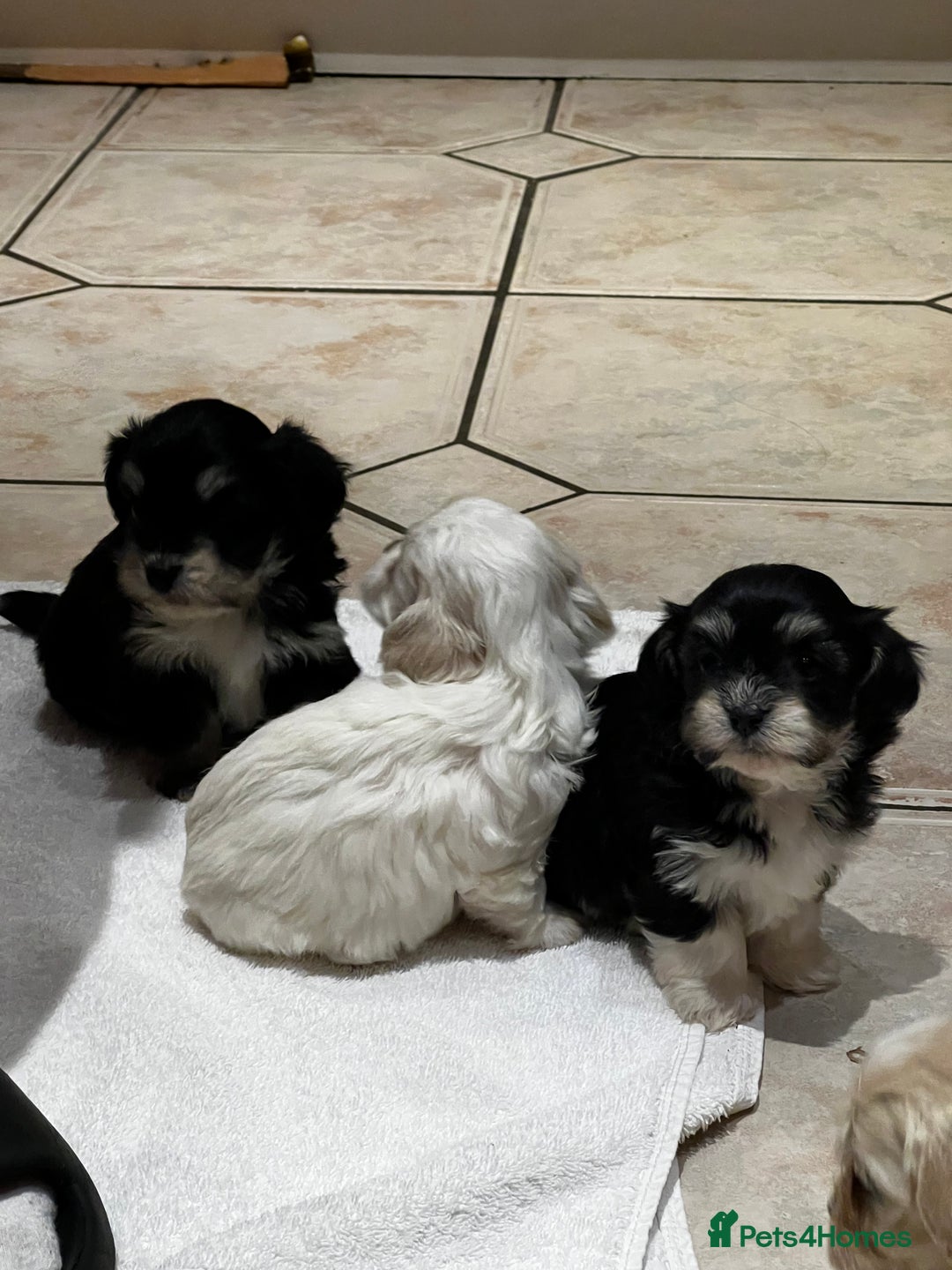 Bichon Frise dogs for sale: Bichon fries ready to go ! - Advert 4