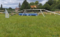 Belgian Shepherd Dog dogs for stud: BVA HEALTH TESTED, Proven, KC, BSD Malinois stud in Treorchy - Image 10