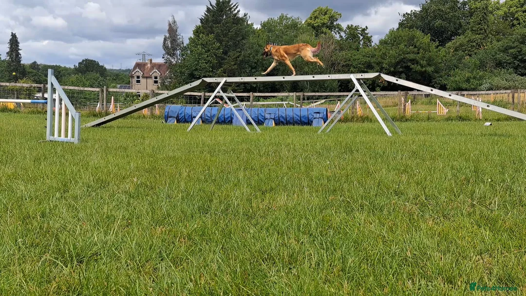 Belgian Shepherd Dog dogs for stud: Fully health tested, proven, KC reg Malinois stud in Treorchy - Advert 8