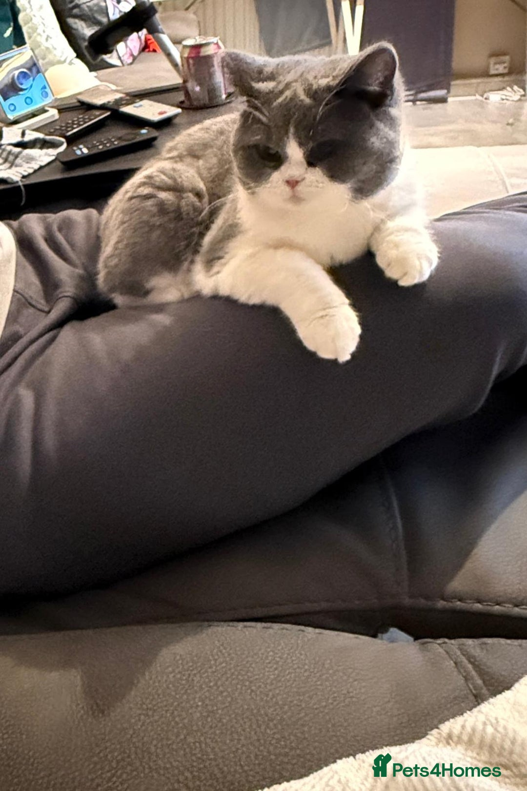 British Shorthair cats for sale: Stunning British shorthair  - Advert 5