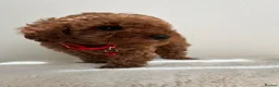 Toy Poodle dogs for sale: Beautiful Toy Poodle Puppies in Sevenoaks - Advert 6