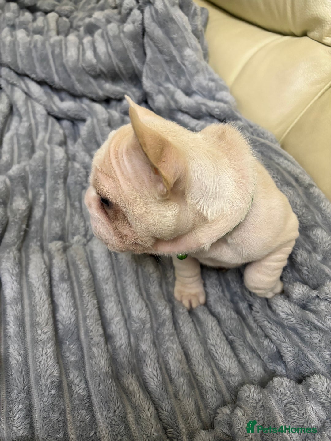 French Bulldog dogs for sale: Female French bulldog  - Advert 10