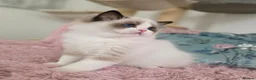 Ragdoll cats for sale: ✨️Champion European lines. Tica registered - Advert 3