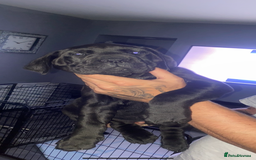 Cane Corso dogs for sale: 2 big cane Corso girls left ! Ready to go now  - Advert 16