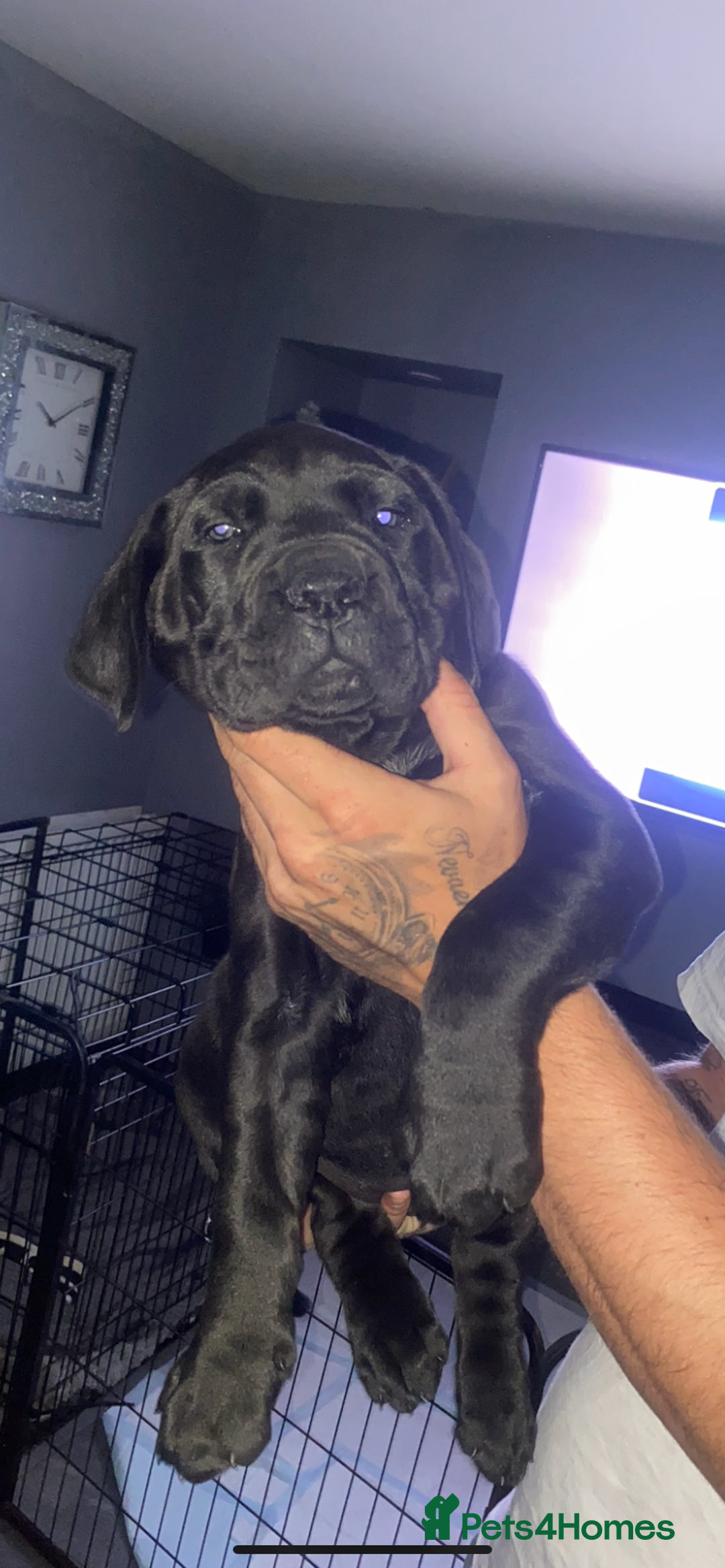 Cane Corso dogs for sale: 2 big cane Corso girls left ! Ready to go now  - Advert 16