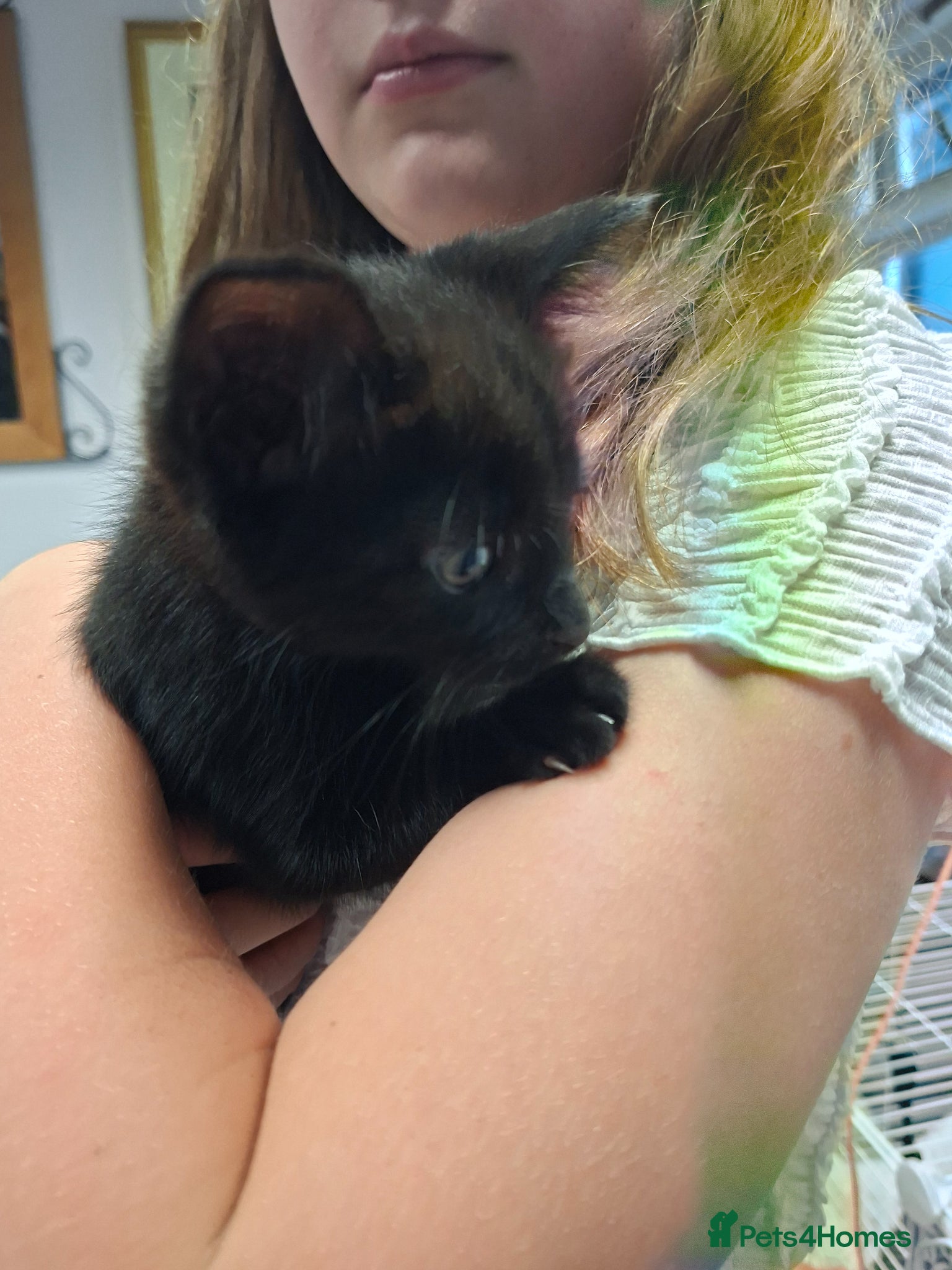 Mixed Breed cats READY NOW 1 x beautiful kitten for sale - Advert 1