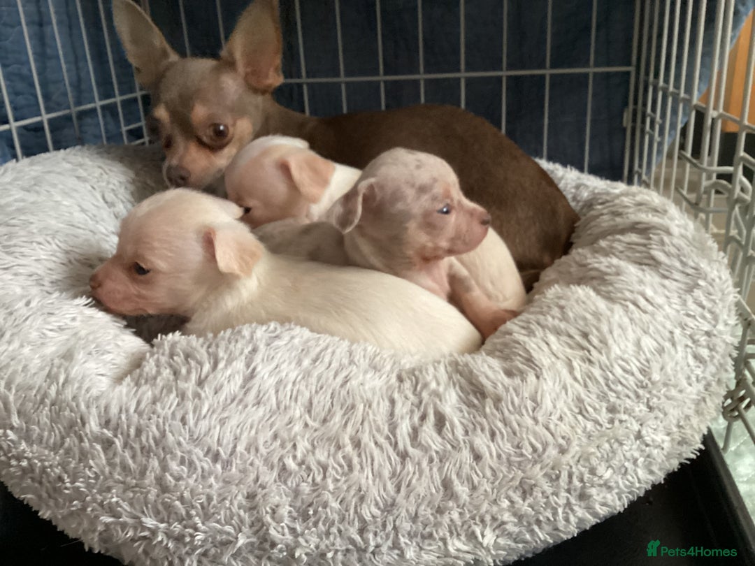 Chihuahua dogs for sale: Absolutely stunning chihuahua puppies  - Image 13