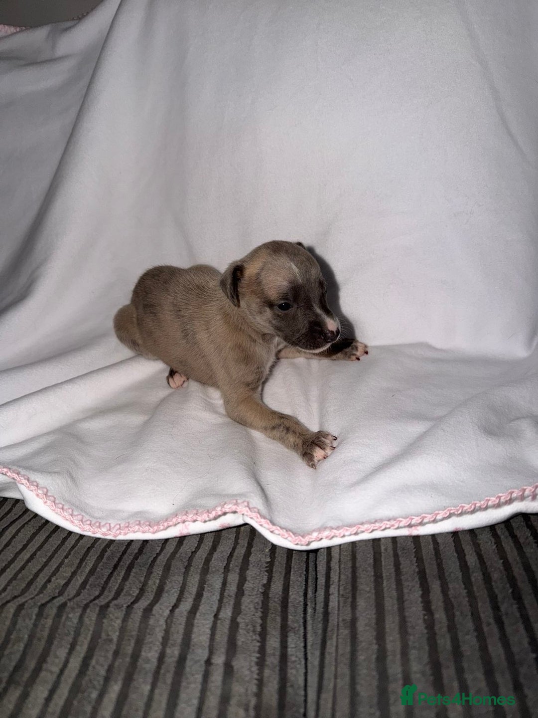 Whippet dogs for sale: Whippet pups for sale  - Advert 8