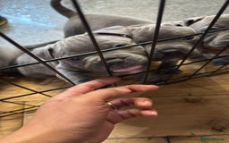 Staffordshire Bull Terrier dogs for sale: Stunning Blue Pure Bred Staffie Puppies - Image 1