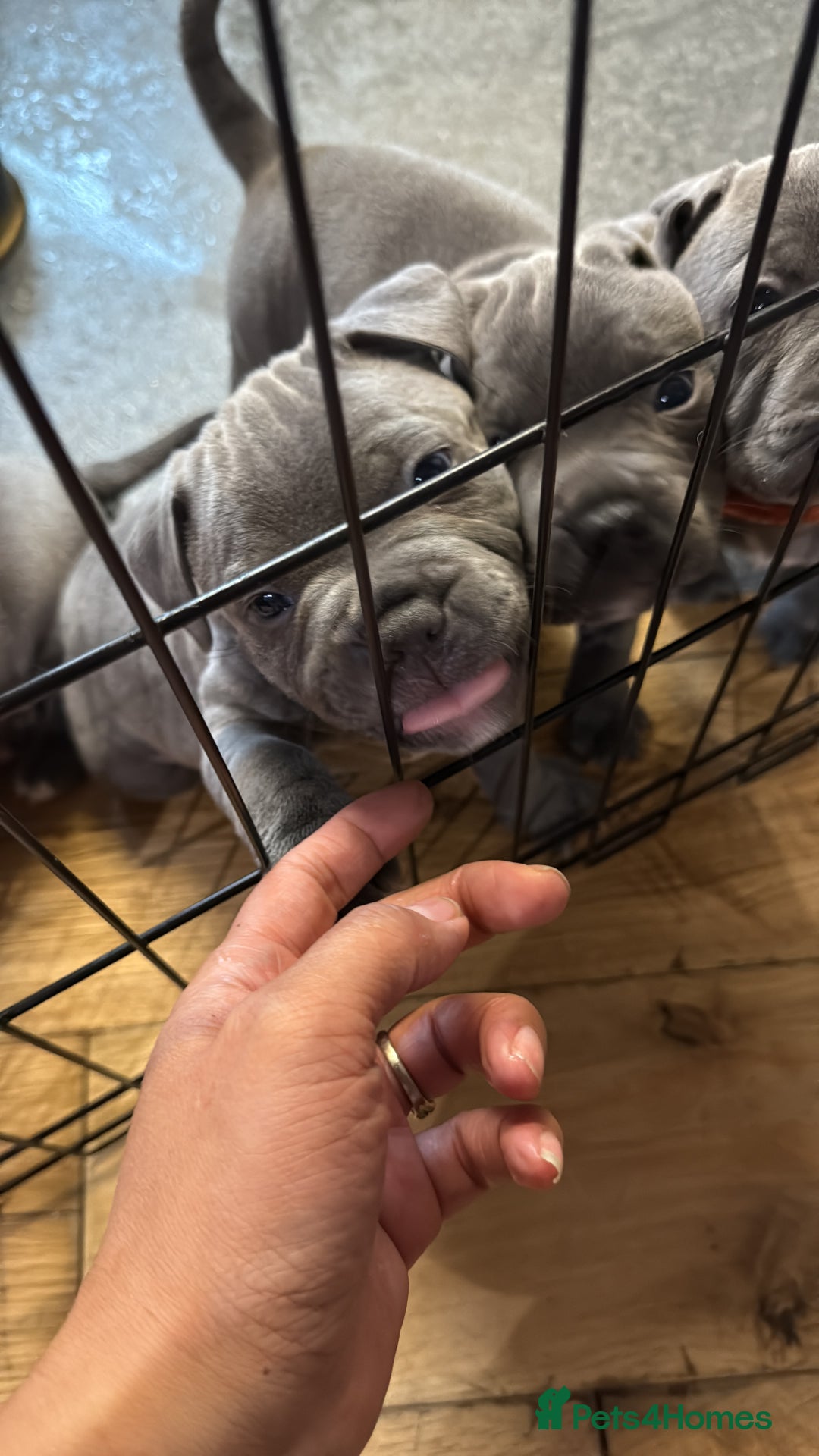 Staffordshire Bull Terrier dogs for sale: Stunning Blue Pure Bred Staffie Puppies - Image 1