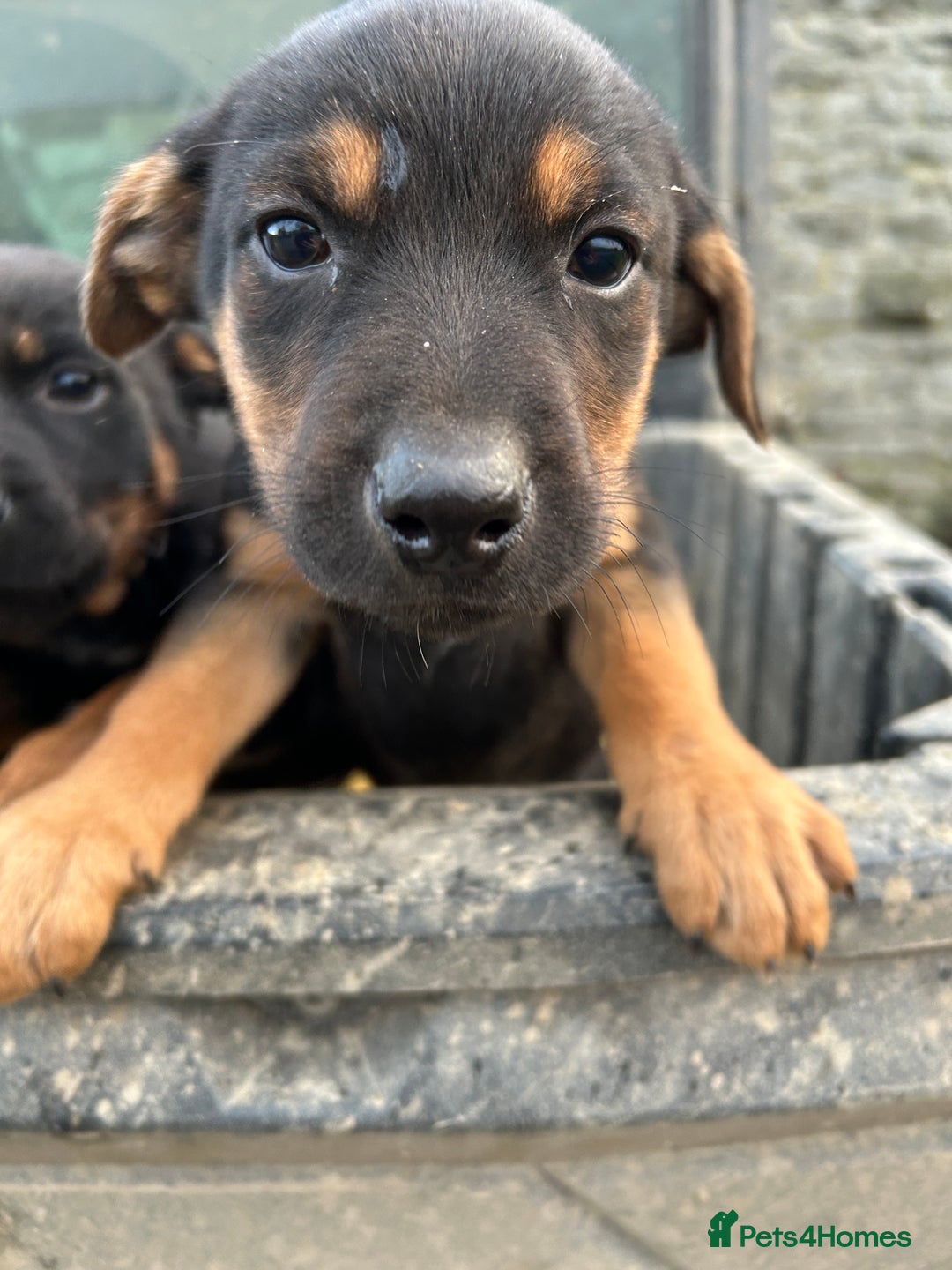 Mixed Breed dogs for sale: Huntaway X Puppies for Sale - Advert 13