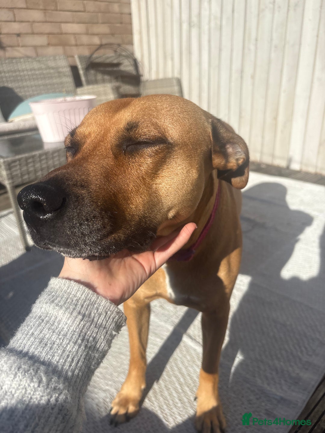 Mixed Breed dogs for sale: Staffordshire cross puppies  - Image 5