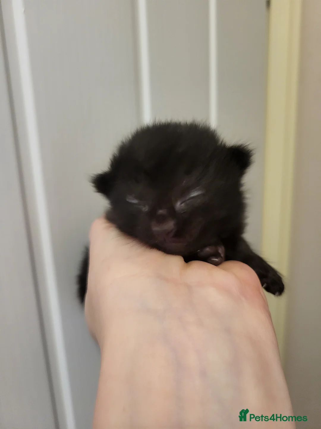 Mixed Breed cats for sale: Beautifully Stunning Kittens! - Advert 2