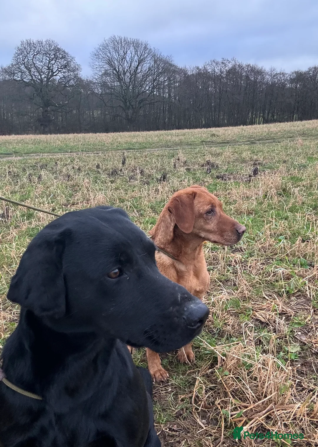 Labrador Retriever dogs for stud: Health Tested Working Labrador Retriever For Stud in Burton-on-Trent - Advert 17