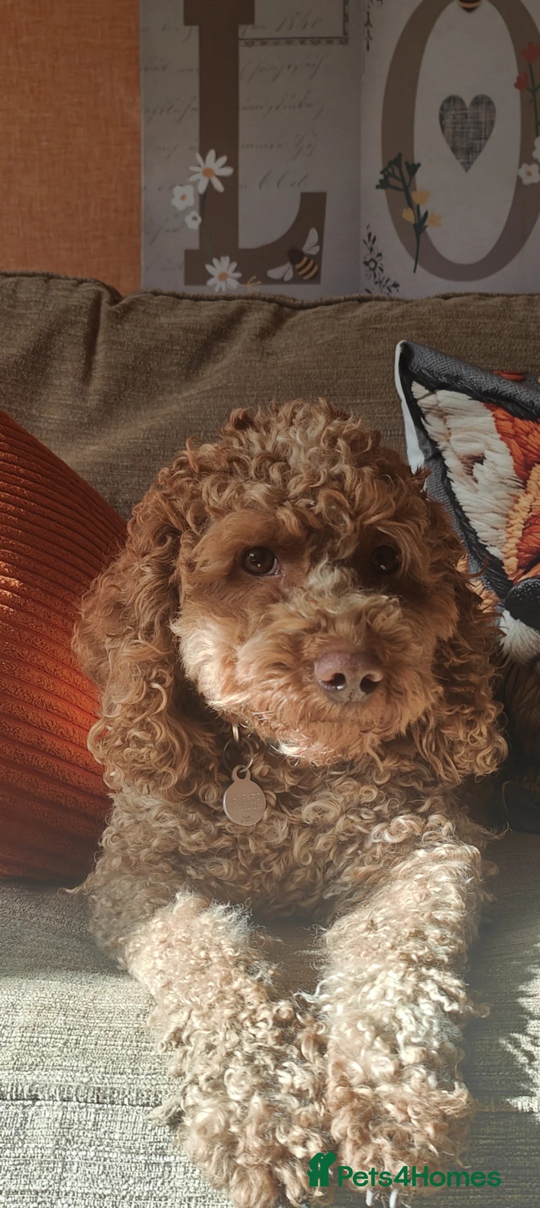Cockapoo dogs for sale: F1bb toy cockapoos  in Oswestry - Advert 10