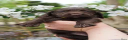 Sprocker dogs for sale: Joyful Sprocker Puppies for Sale - Advert 27