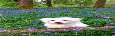 Maltese Puppy 1