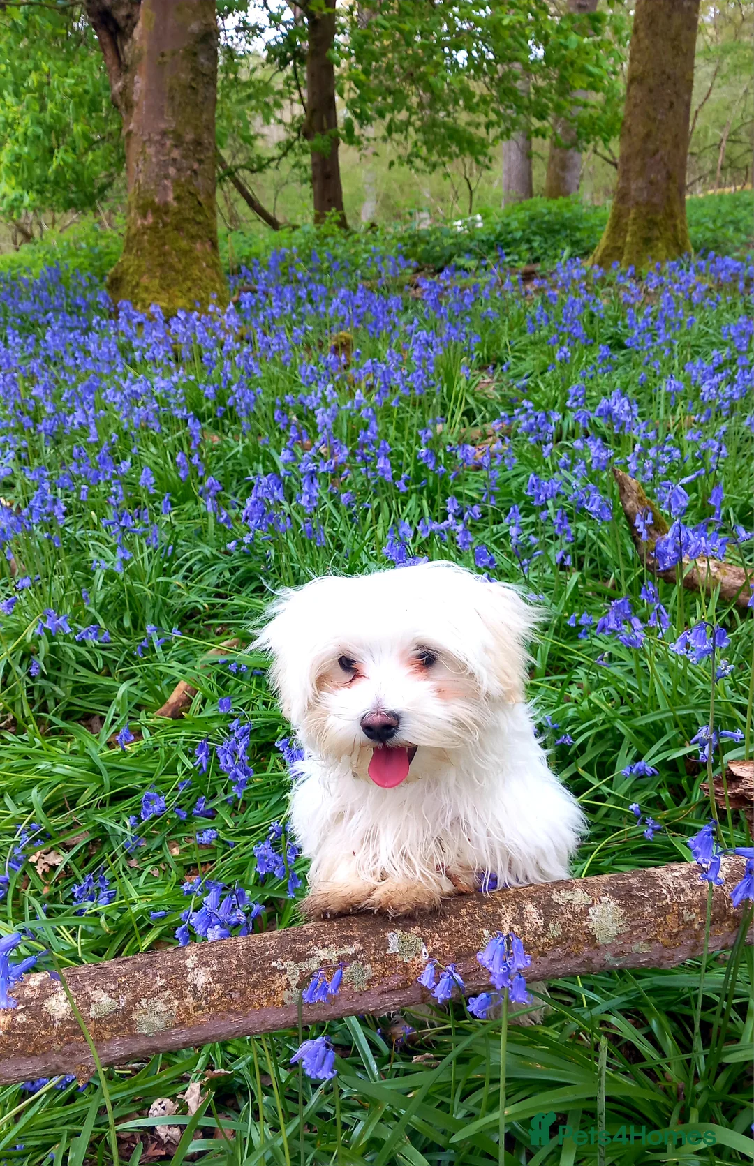Maltese dogs for sale: 6 months old Maltese - Advert 2