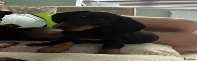 Otto