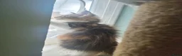 Maine Coon cats for sale: Maine Coon kittens  - Advert 18
