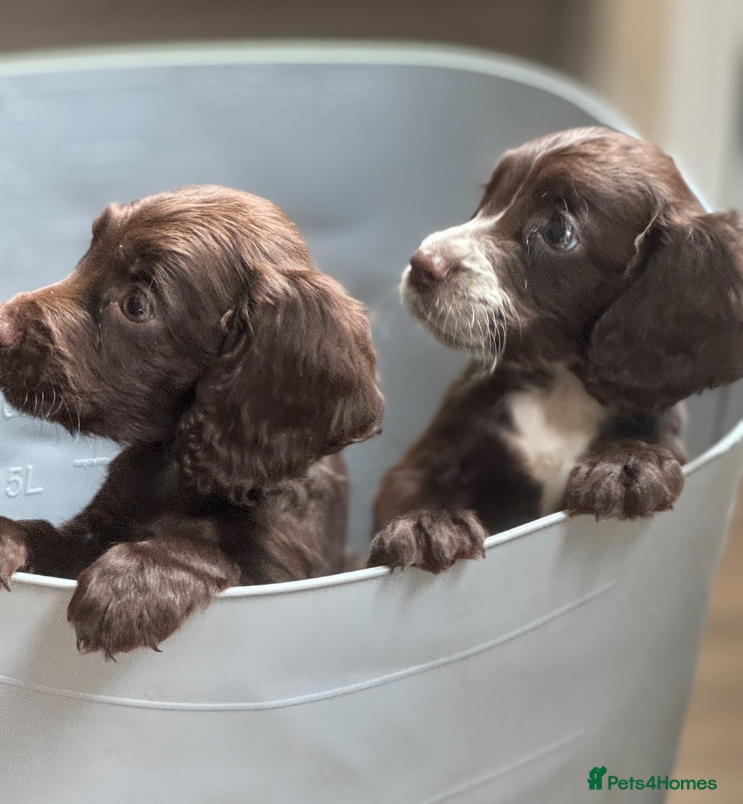 Cocker Spaniel dogs for sale: Cocker spaniel  - Image 9
