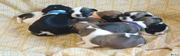 Mixed Breed dogs for sale: Puppies for sale male female small breed boy girl  - Advert 39