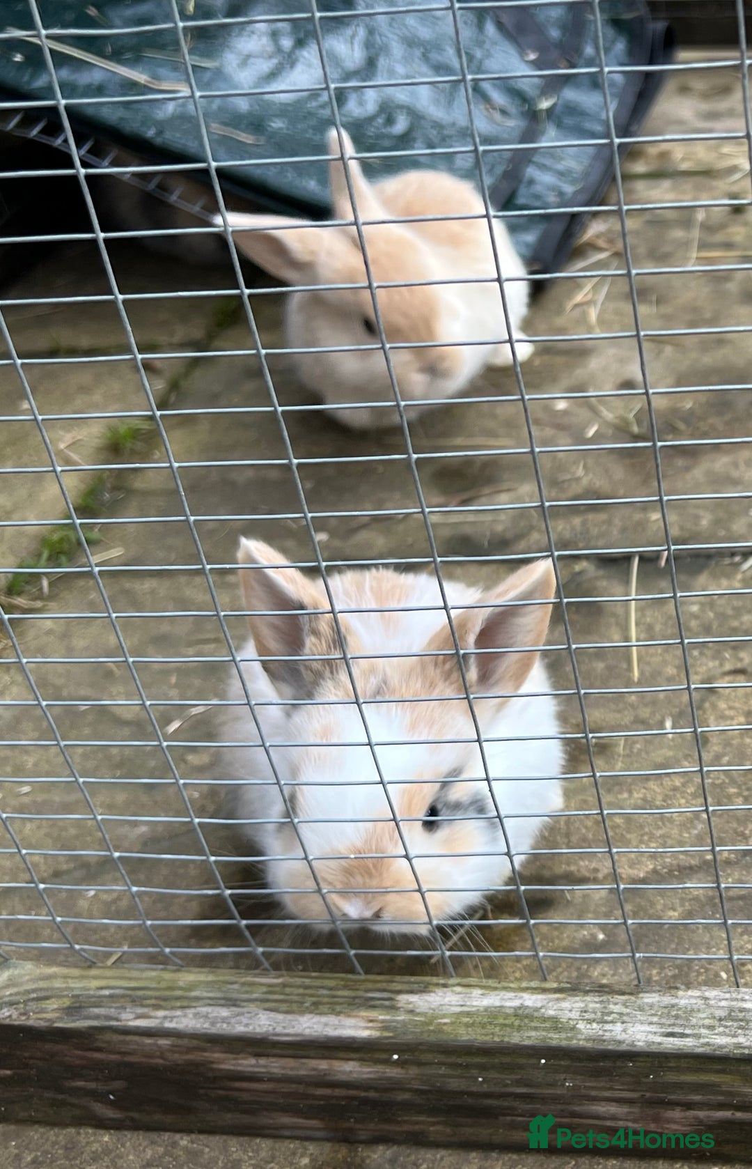 Mini Lop rabbits for sale: Stunning Mini Lops - Advert 5