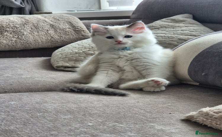 Ragdoll cats - Advert 1