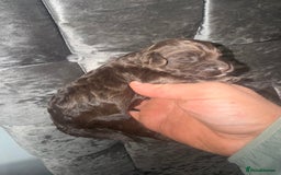 Cockapoo dogs for sale: Beautiful chocolate merle cockapoos  - Image 12