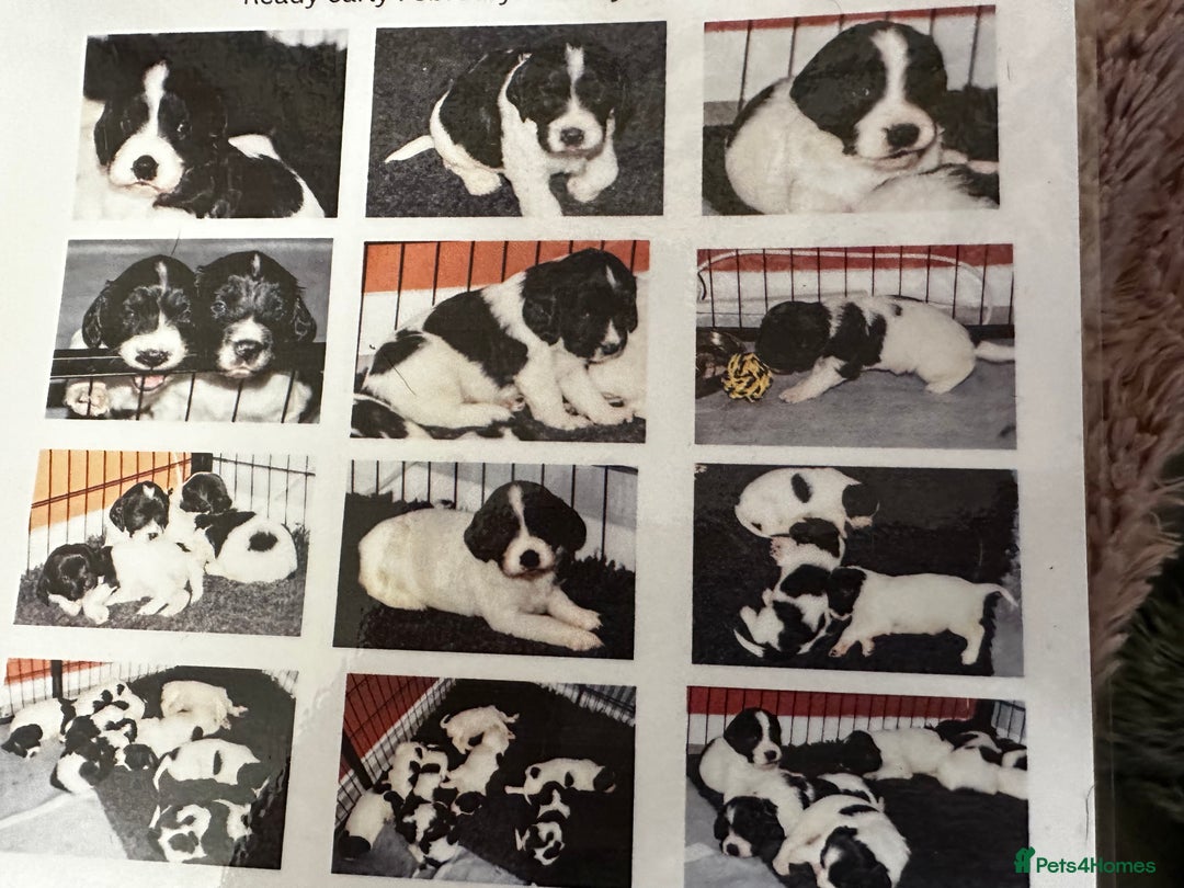 English Springer Spaniel dogs for sale: KC Registered English Springer Spaniels - Advert 4