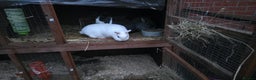 Netherland Dwarf rabbits for sale: 4 x Nethies and set up - read full ad - Advert 6