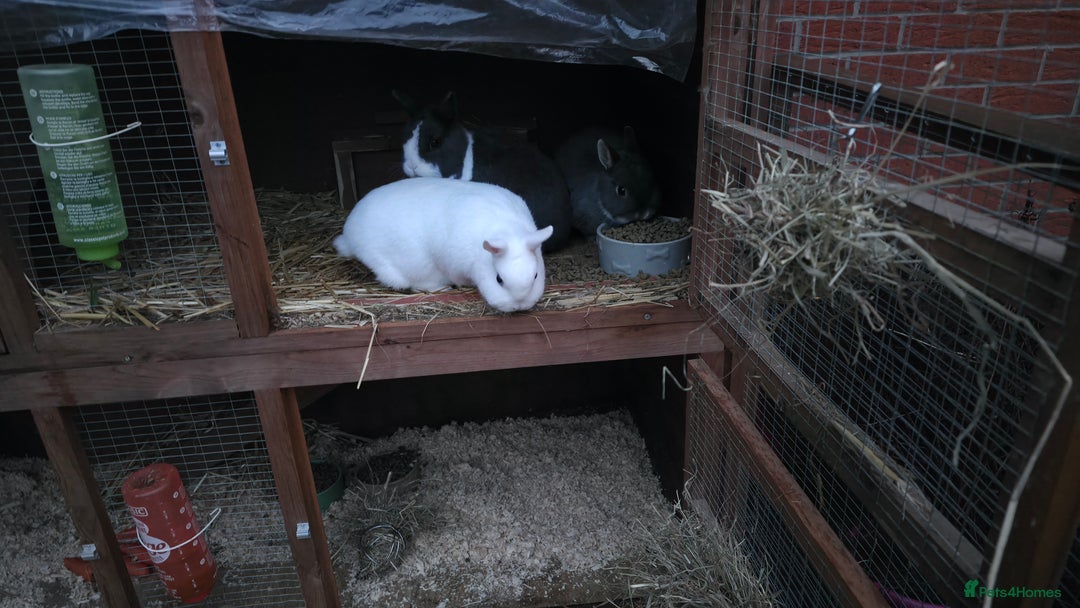 Netherland Dwarf rabbits for sale: 4 x Nethies and set up - read full ad - Advert 6