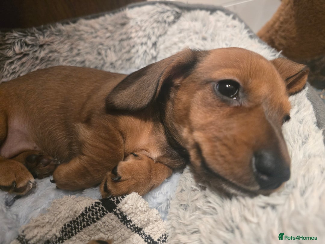 Miniature Dachshund dogs for sale: Miniature Dachshunds Seeking Forever Homes 3 LEFT - Advert 13
