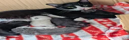 Mixed Breed cats for sale: Kittens in Plymouth - Advert 14