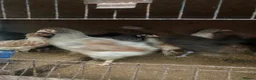 Mixed Breed poultry for sale: Beautiful Quals and Quals and chicken - Advert 7