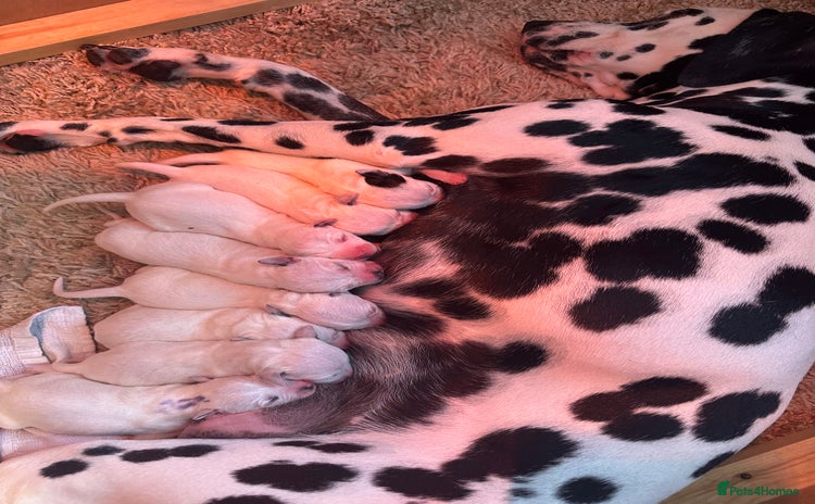 Dalmatian dogs - Advert 5
