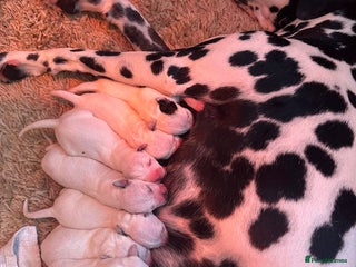 Dalmatian dogs - Advert 15