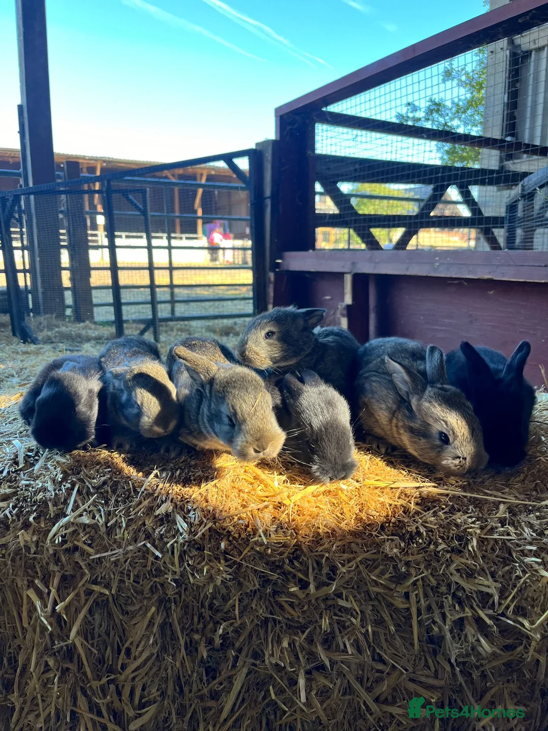 Flemish rabbits for sale: 8 Gorgeous Baby Flemish Giant Rabbits - Advert 1
