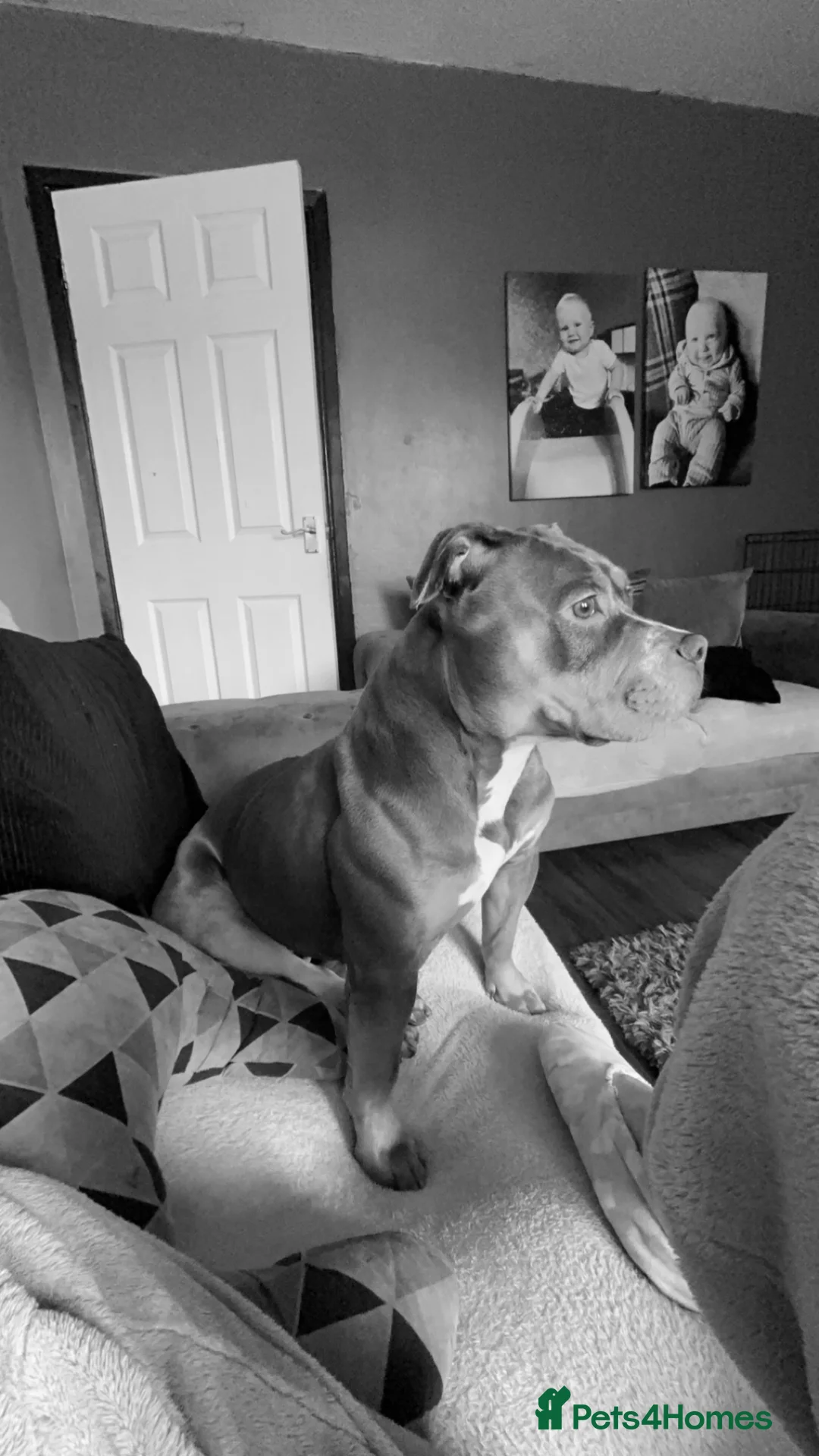 American Bully dogs for sale: Xena  in Leigh - Advert 2