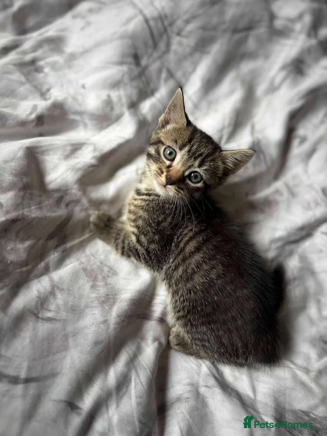 Mixed Breed cats for sale: Stormpoint Bengals x Kittens in Enfield - Advert 7