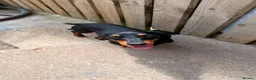 Miniature Dachshund dogs for sale: Older puppy  in Aberdeen - Advert 5
