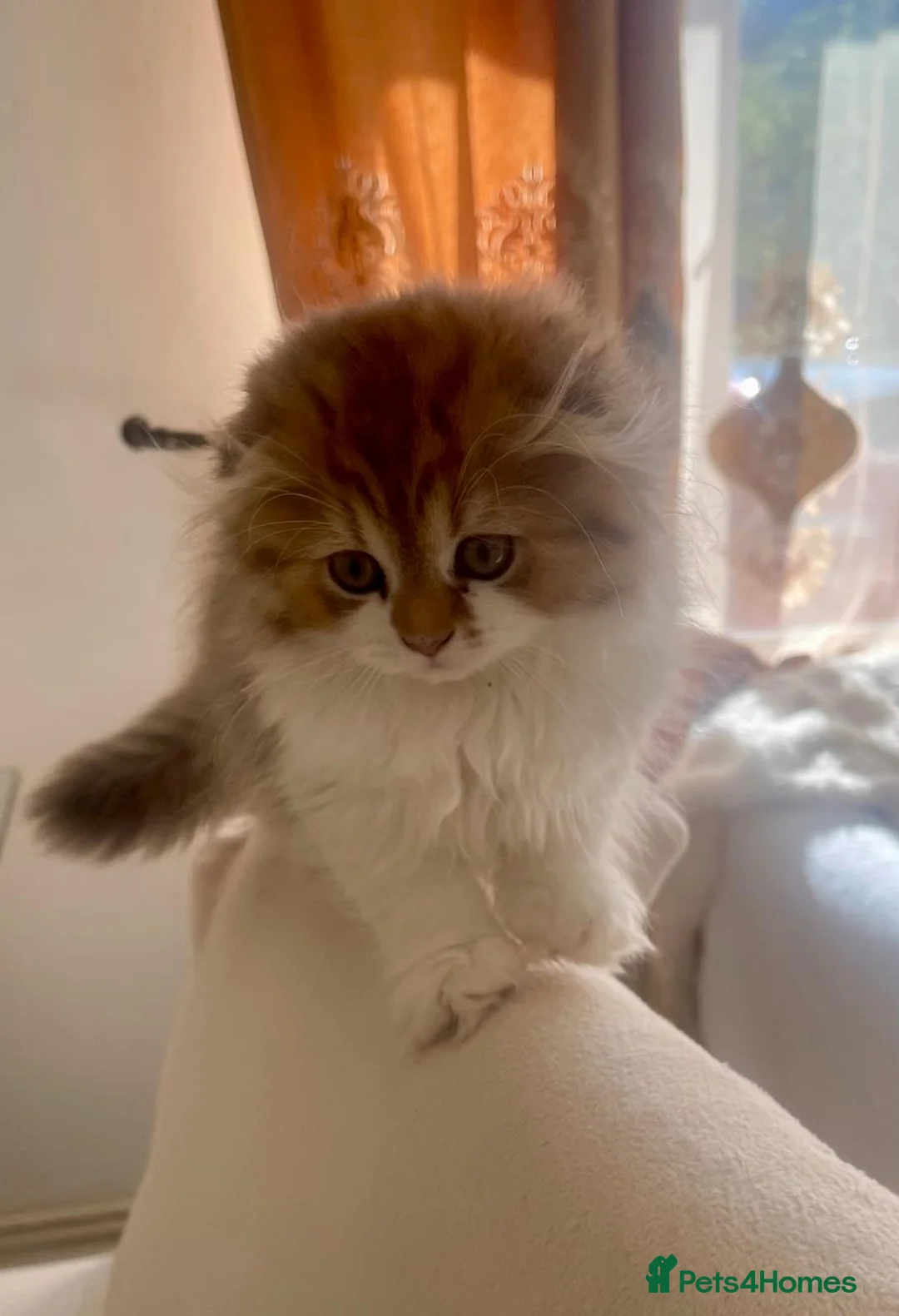 British Longhair cats for sale: beautiful british long hair boy kitten  - Advert 1