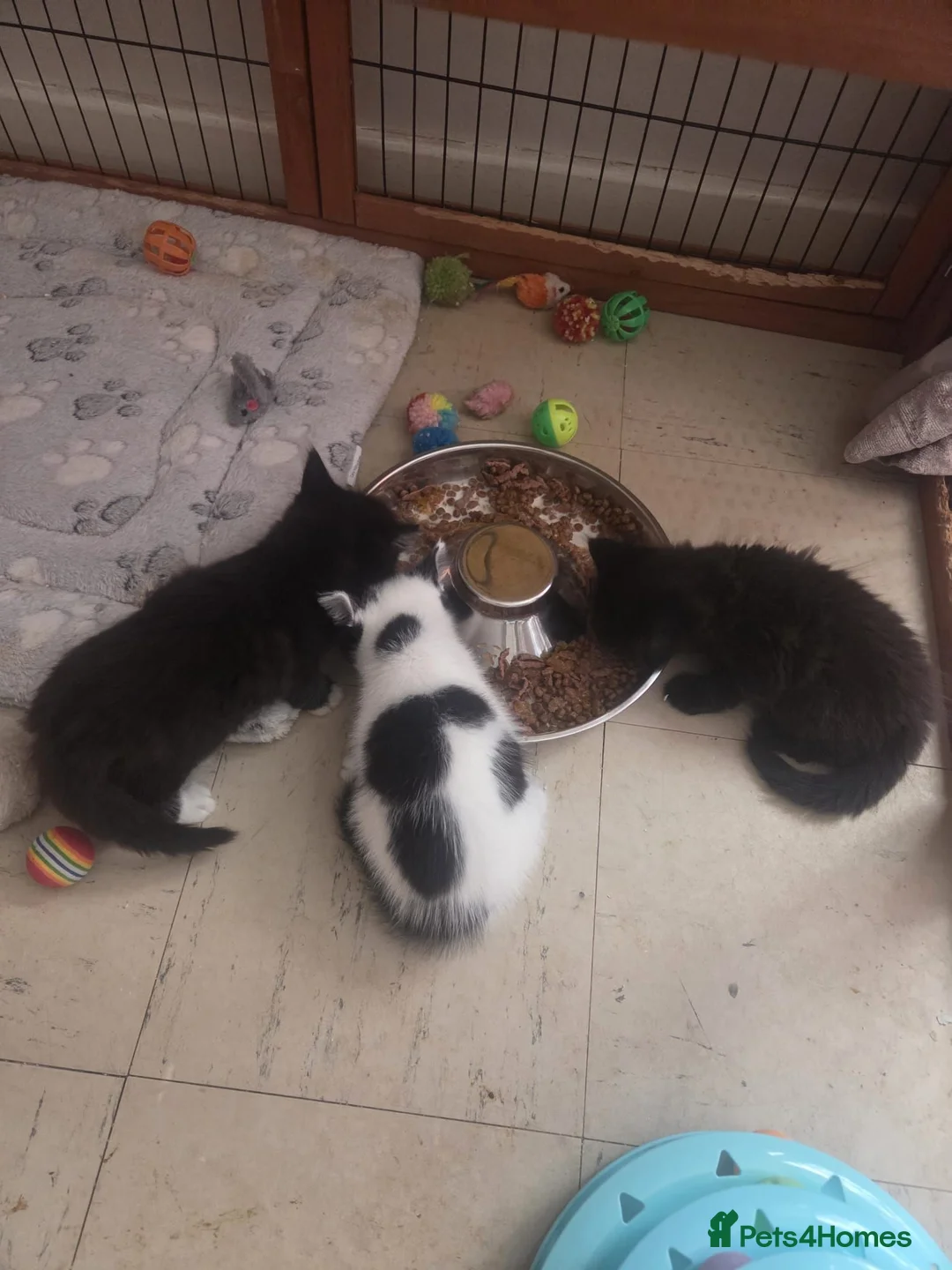 Mixed Breed cats for sale: Queen's 3 little biscuits  - Advert 32