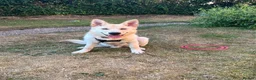 Mixed Breed dogs for sale: Beautiful 7 month old German shepherd boy  in Stafford - Advert 4
