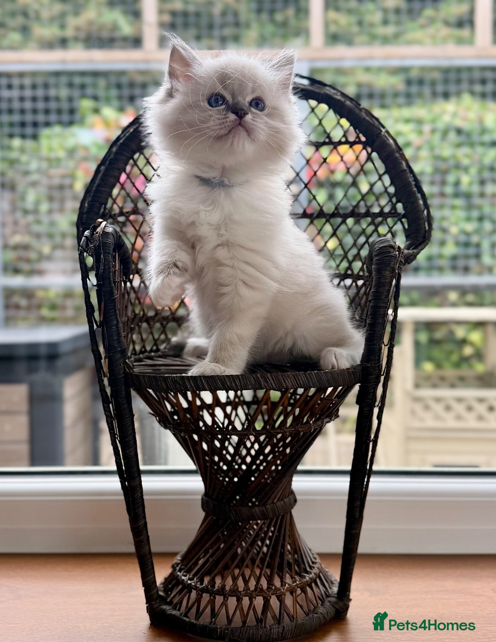 Ragdoll cats DUE TO TIMWASTERS both mitted boys available £950 - Advert 1