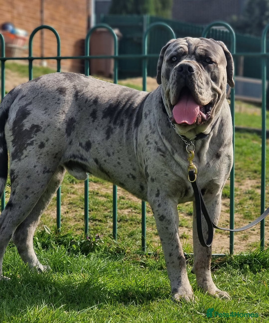Cane Corso dogs for sale: Look 👀 absolutely stunning cane corso. - Image 24