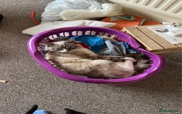 Ragdoll cats for sale: Milo & Smudge - Image 6